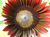 I love the color of this Chianti sunflower. I'll definately plant them again next year!